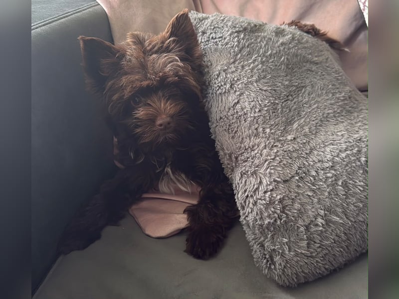 Dark Schoko Yorkshire Terrier