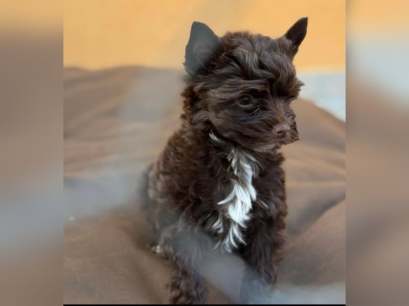 Dark Schoko Yorkshire Terrier