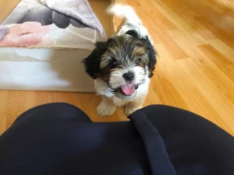 Yorkie-Welpen Hündin – geimpft, entwurmt, gechipt, mit EU-Heimtierausweis