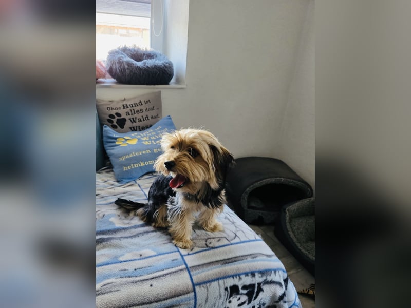 Yorkie Mädchen Bube sucht Körbchen