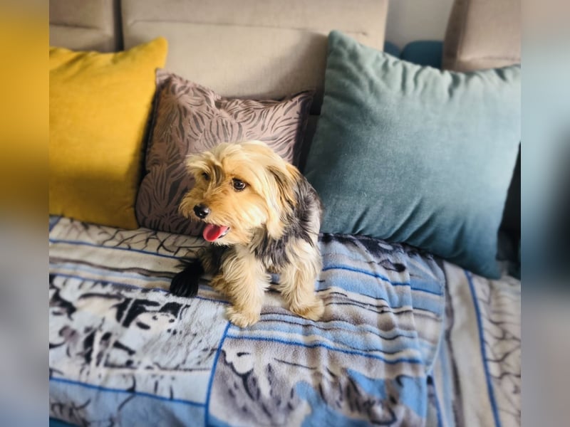 Yorkie Mädchen Bube sucht Körbchen