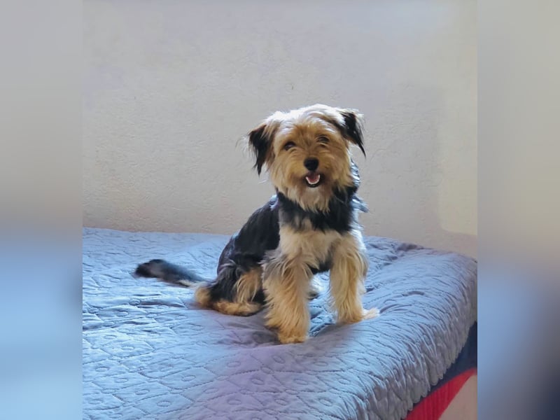 Yorkie Mädchen Bube sucht Körbchen