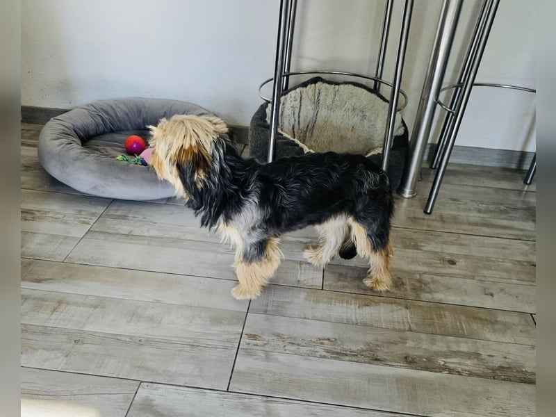 Yorkie Mädchen Bube sucht Körbchen