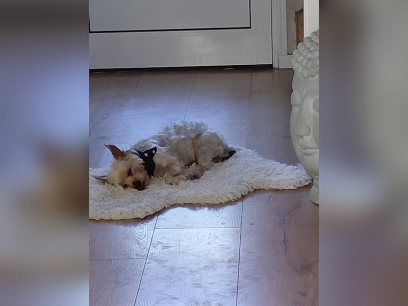Ausrangiert....sein Glück