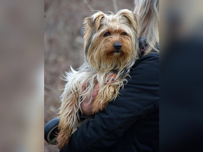 MOLLY ca. 2 J.  superliebe Yorkie-Hündin sucht Familie