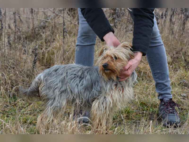 MOLLY ca. 2 J.  superliebe Yorkie-Hündin sucht Familie