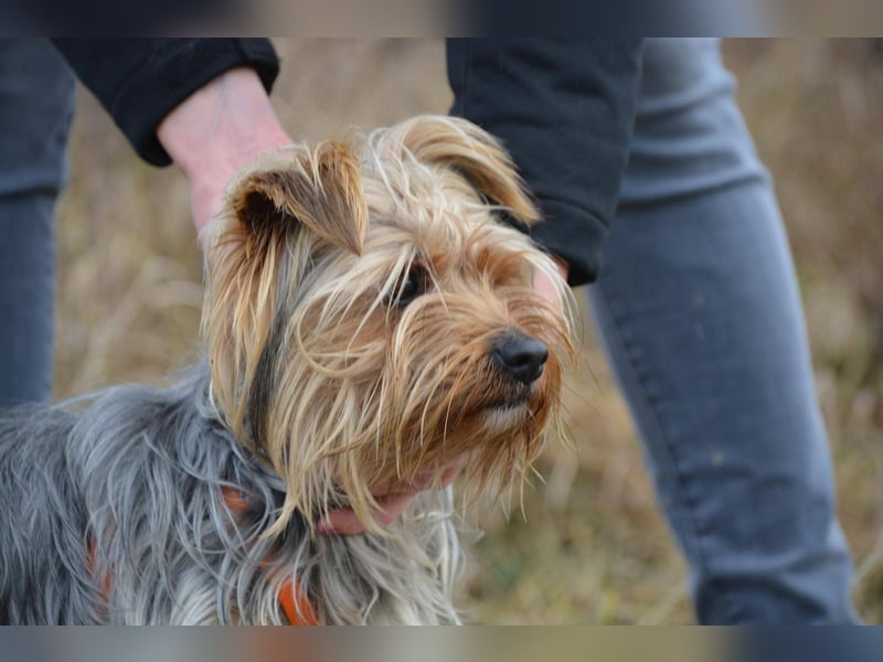 MOLLY ca. 2 J.  superliebe Yorkie-Hündin sucht Familie