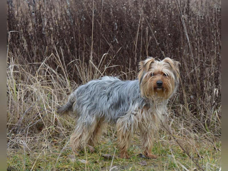 MOLLY ca. 2 J.  superliebe Yorkie-Hündin sucht Familie