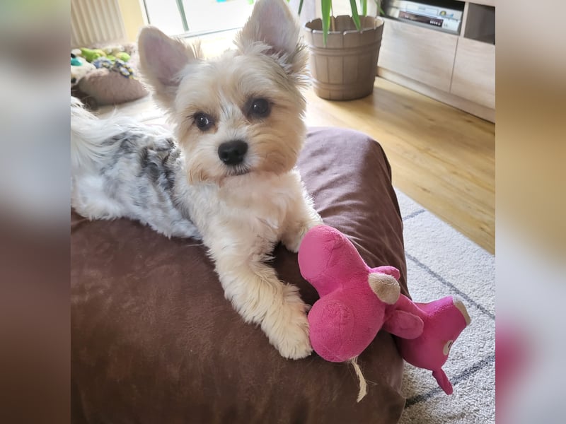 2 Yorshire Terrier suchen ein liebevolles Zuhause .