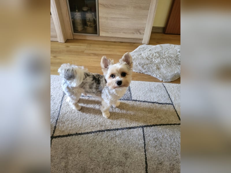 Zwei Yorkshire Terrier schweren Herzens abzugeben