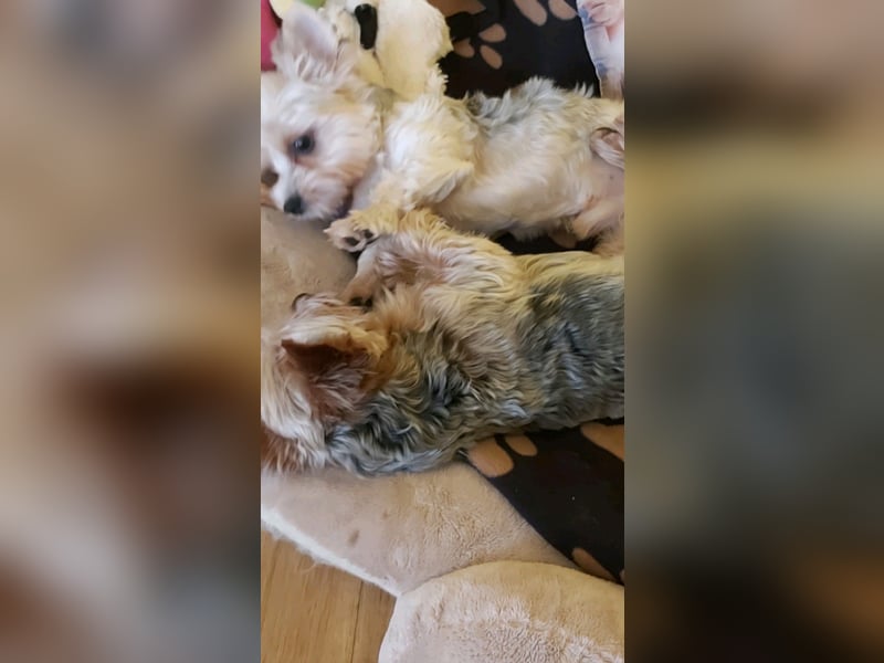 Zwei Yorkshire Terrier schweren Herzens abzugeben