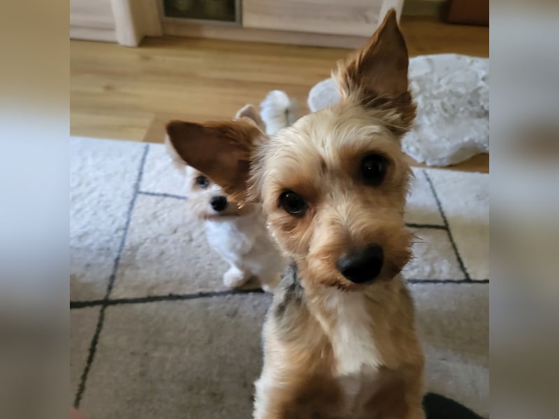 Zwei Yorkshire Terrier schweren Herzens abzugeben