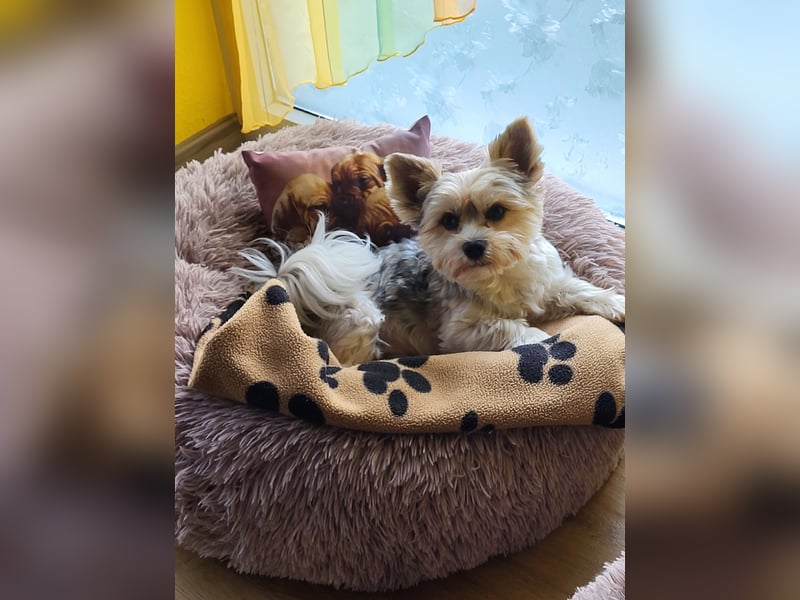 2 Yorshire Terrier suchen ein liebevolles Zuhause .