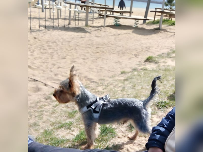 Yorkshire Terrier zur Adoption verfügbar