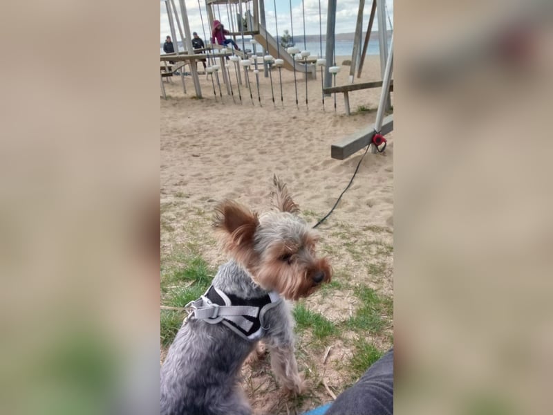 Yorkshire Terrier zur Adoption verfügbar