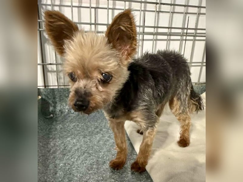 YORKI OPA CEDI sucht liebevolles, ruhiges Zuhause