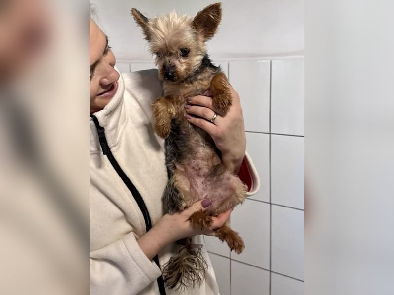 YORKI OPA CEDI sucht liebevolles, ruhiges Zuhause