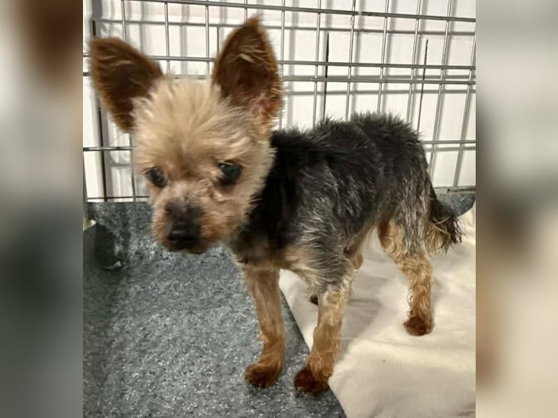 YORKI OPA CEDI sucht liebevolles, ruhiges Zuhause