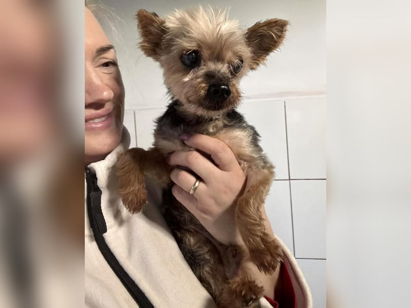 YORKI OPA CEDI sucht liebevolles, ruhiges Zuhause