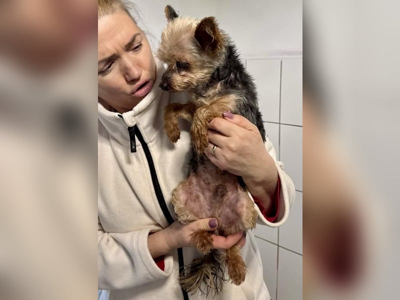 YORKI OPA CEDI sucht liebevolles, ruhiges Zuhause