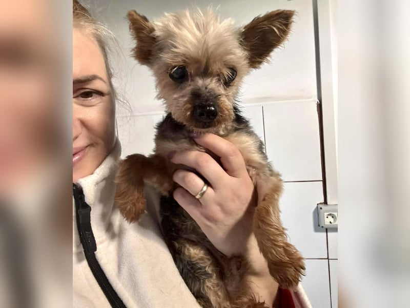 YORKI OPA CEDI sucht liebevolles, ruhiges Zuhause