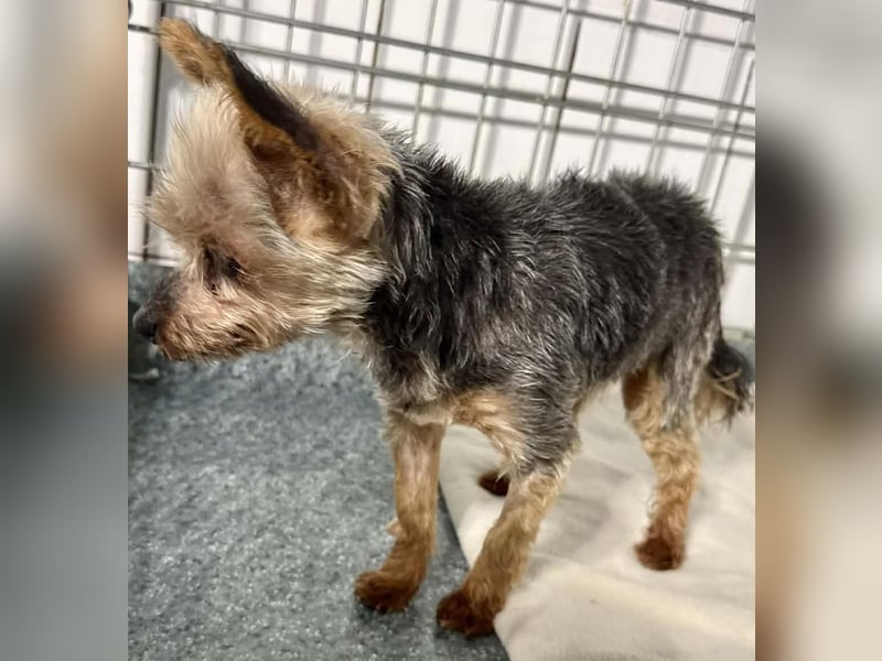 YORKI OPA CEDI sucht liebevolles, ruhiges Zuhause