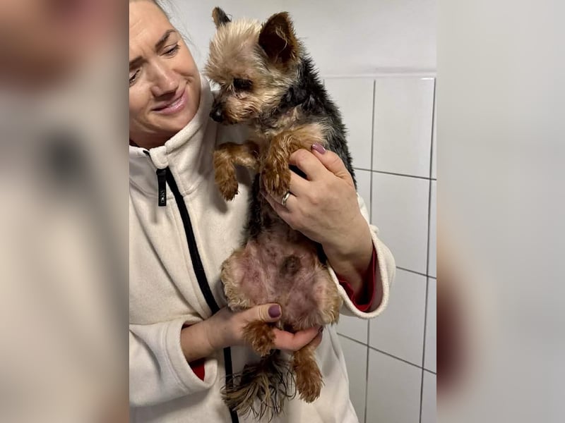 YORKI OPA CEDI sucht liebevolles, ruhiges Zuhause