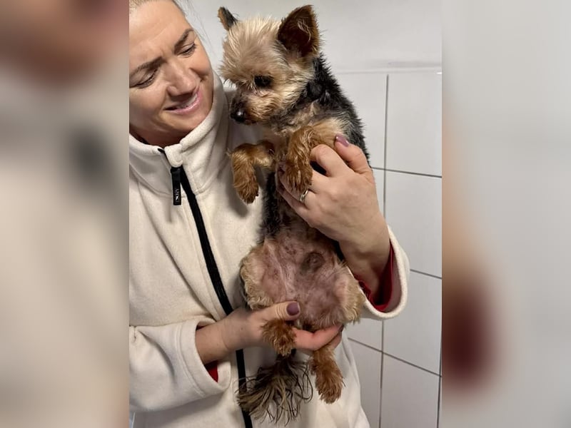 YORKI OPA CEDI sucht liebevolles, ruhiges Zuhause