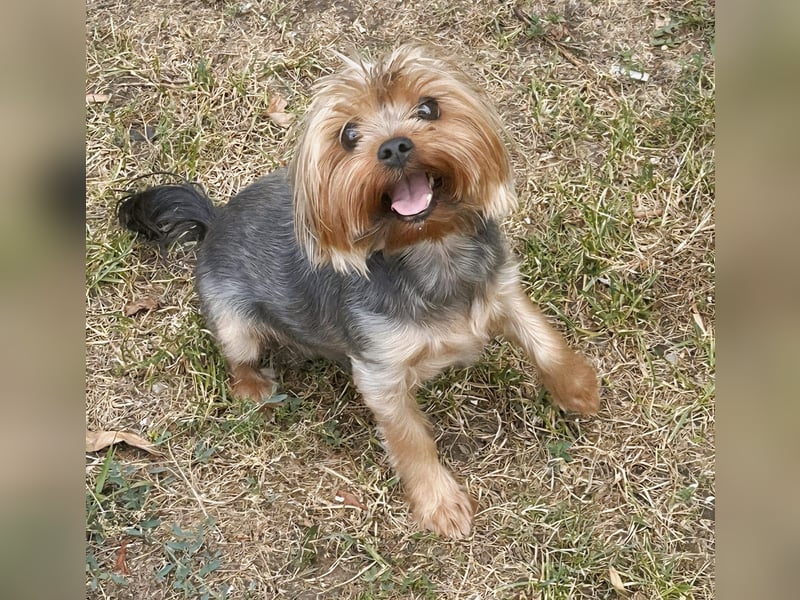 Toto wartet auf sein Happy End