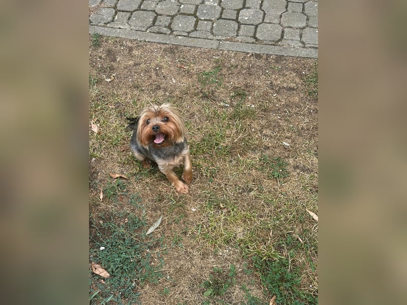 Toto wartet auf sein Happy End