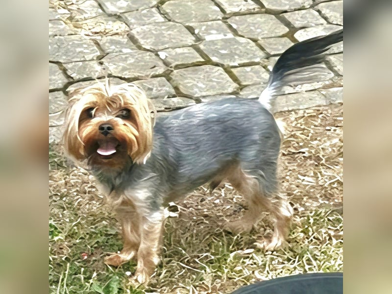 Toto wartet auf sein Happy End