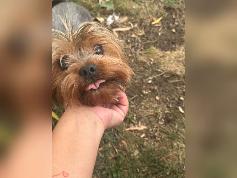 Toto wartet auf sein Happy End