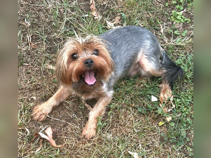 Toto wartet auf sein Happy End