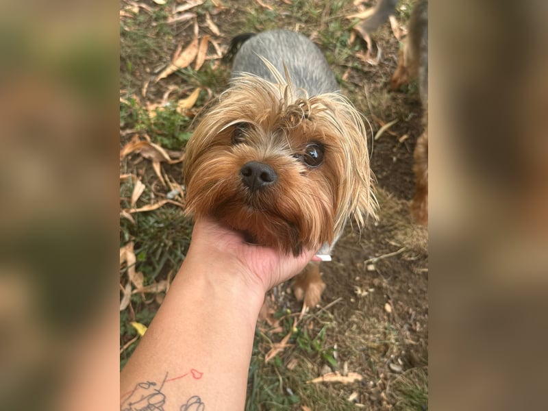Toto wartet auf sein Happy End