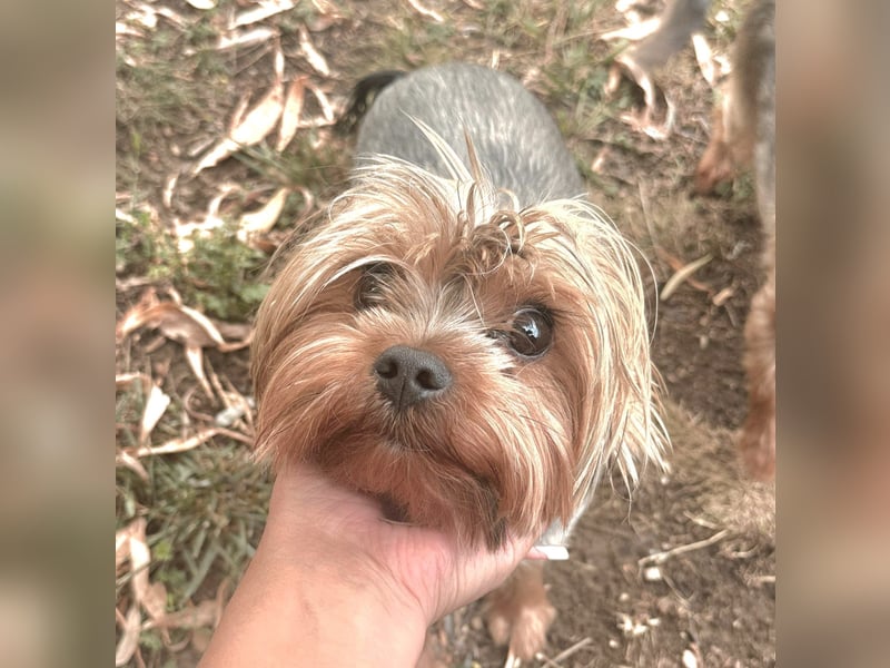Toto wartet auf sein Happy End