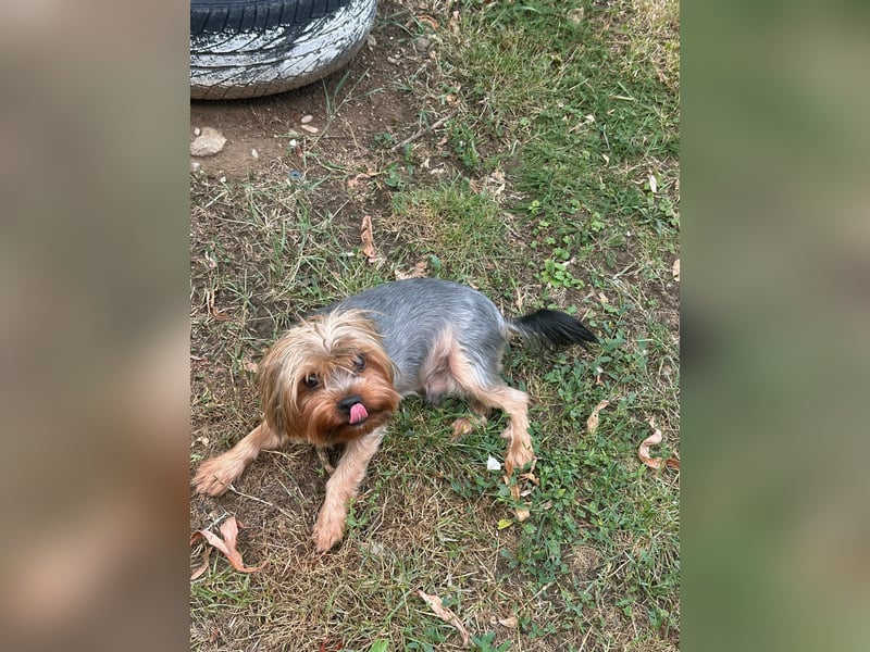 Toto wartet auf sein Happy End