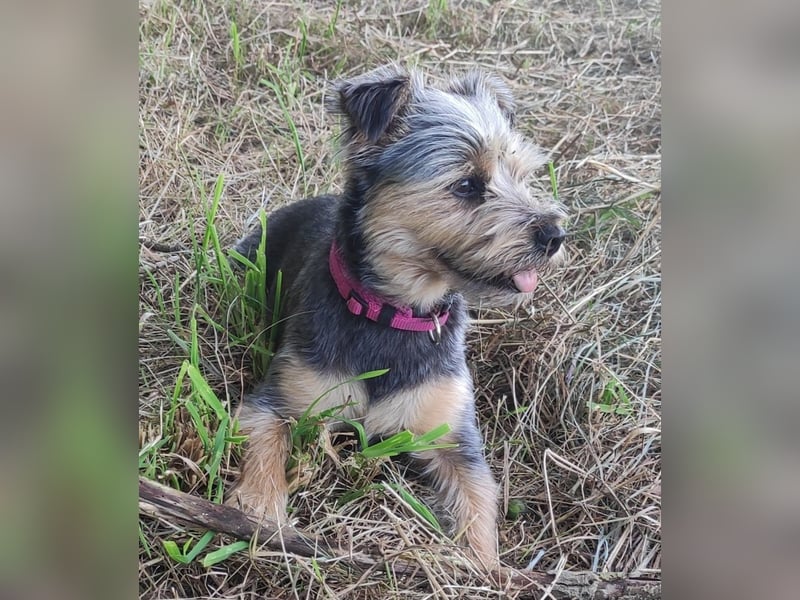 LOTTI sucht eine neue Familie