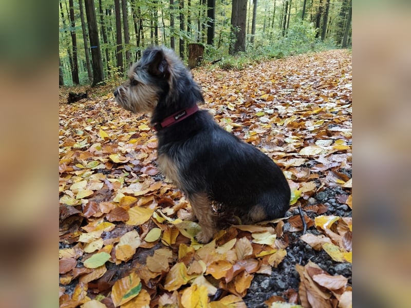 LOTTI sucht eine neue Familie