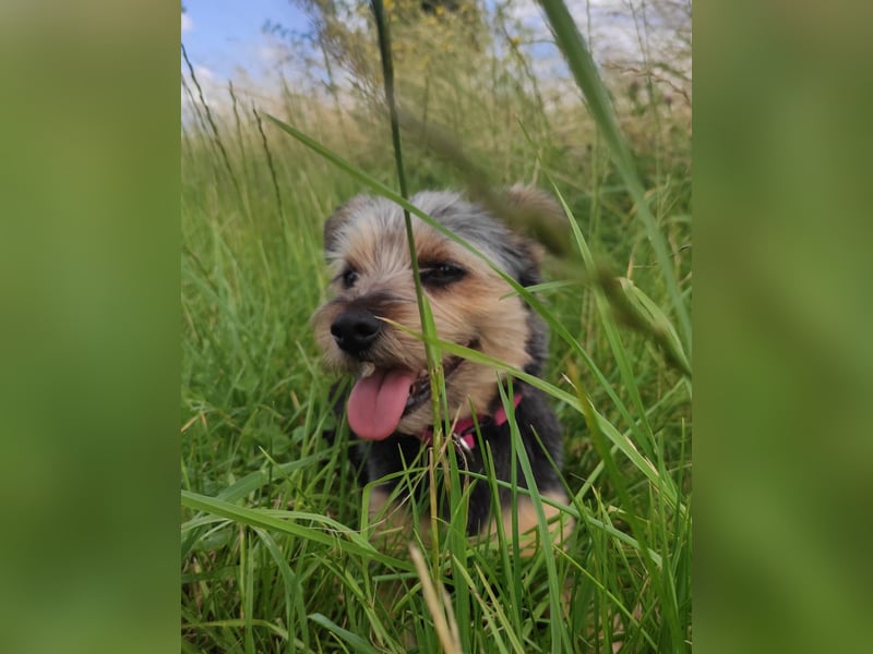 LOTTI sucht eine neue Familie