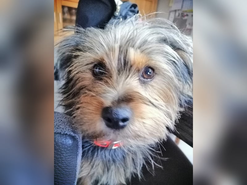 LOTTI sucht eine neue Familie
