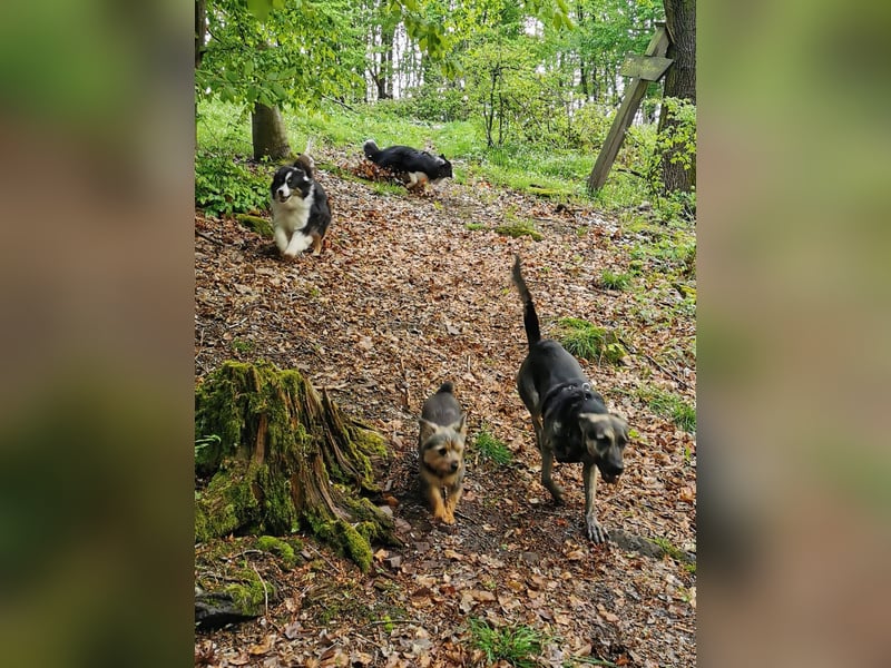 LOTTI sucht eine neue Familie