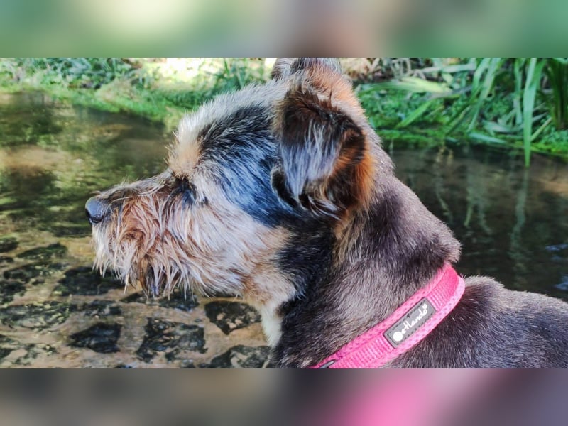 LOTTI sucht eine neue Familie