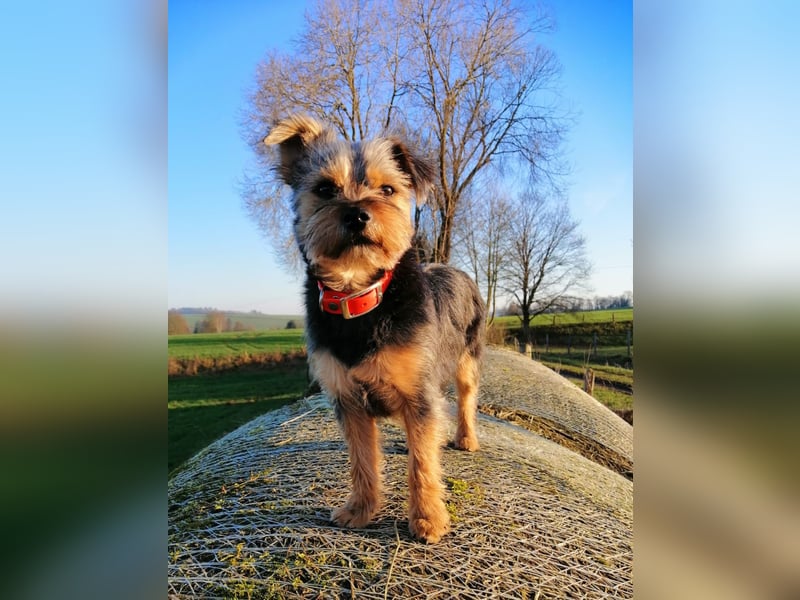 LOTTI sucht eine neue Familie