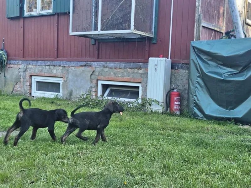 Dobermann Hündin – geimpft, entwurmt, gechipt, mit EU-Heimtierausweis