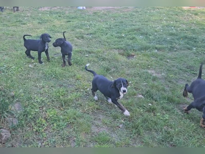 Dobermann Hündin – geimpft, entwurmt, gechipt, mit EU-Heimtierausweis