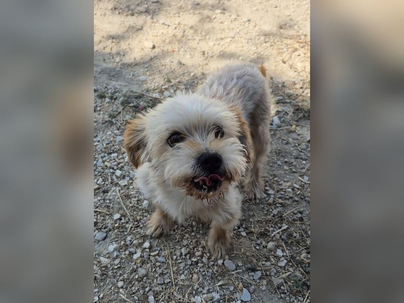 Kuki & Tobi - zwei kleine Yorkies suchen gemeinsam ihr Für-immer-Zuhause