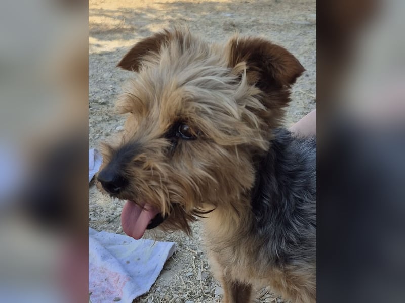 Kuki & Tobi - zwei kleine Yorkies suchen gemeinsam ihr Für-immer-Zuhause