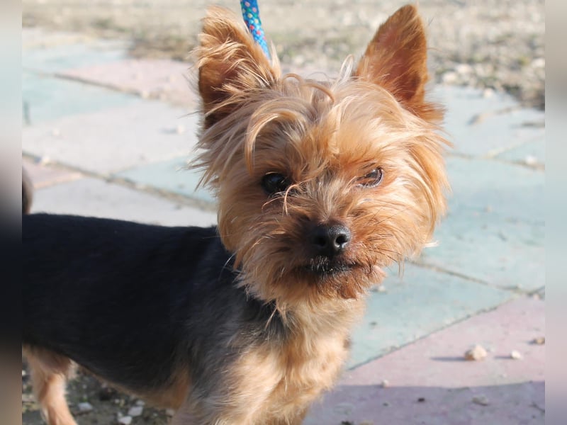 Duque, sucht ein neues Körbchen