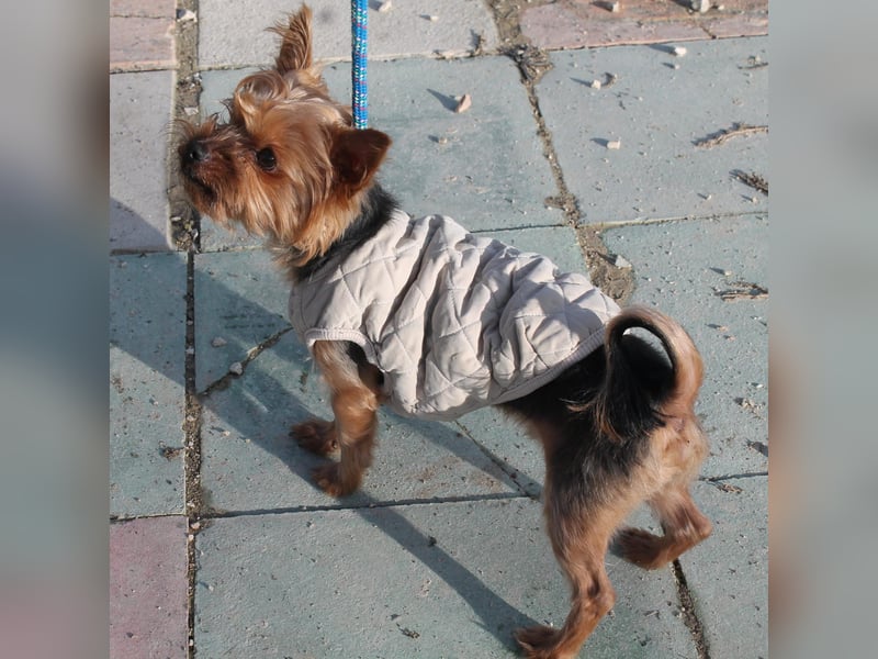 Duque, sucht ein neues Körbchen