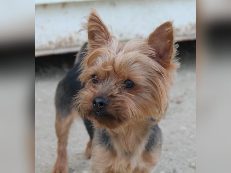 Duque, sucht ein neues Körbchen